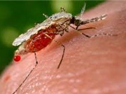 Muỗi châu Á truyền bệnh sốt rét ở châu Phi